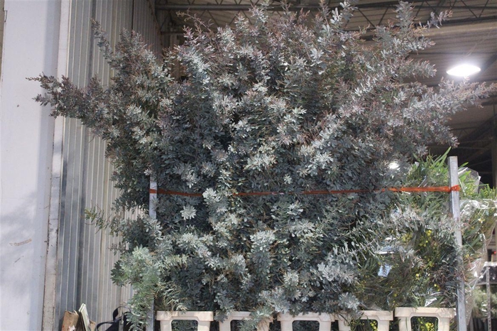 <h4>Mimosa Baleana P Stem</h4>