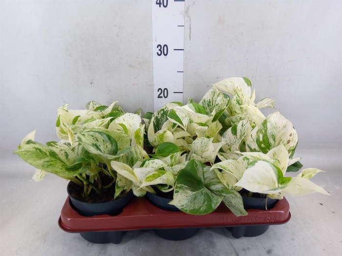 <h4>Epipremnum pinn. 'Happy Leaf'</h4>