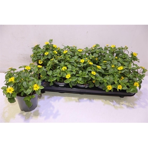 Sanv Procumbens