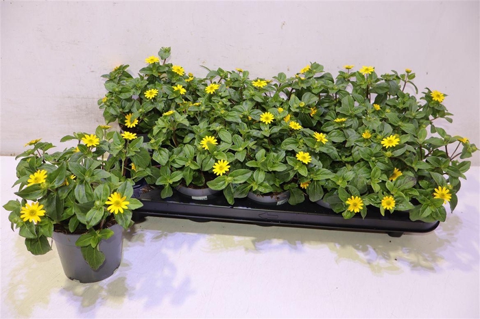 <h4>Sanv Procumbens</h4>