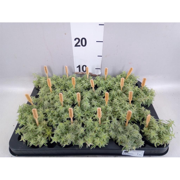 <h4>Sedum lineare</h4>