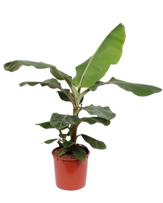 <h4>Musa Dwarf Cavendish</h4>