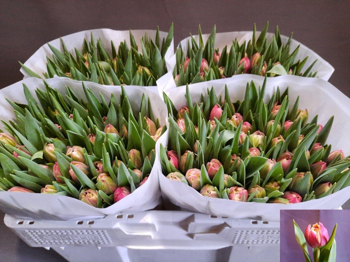 <h4>TU DU COLUMBUS</h4>