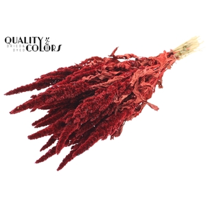 Amaranthus per bunch Red
