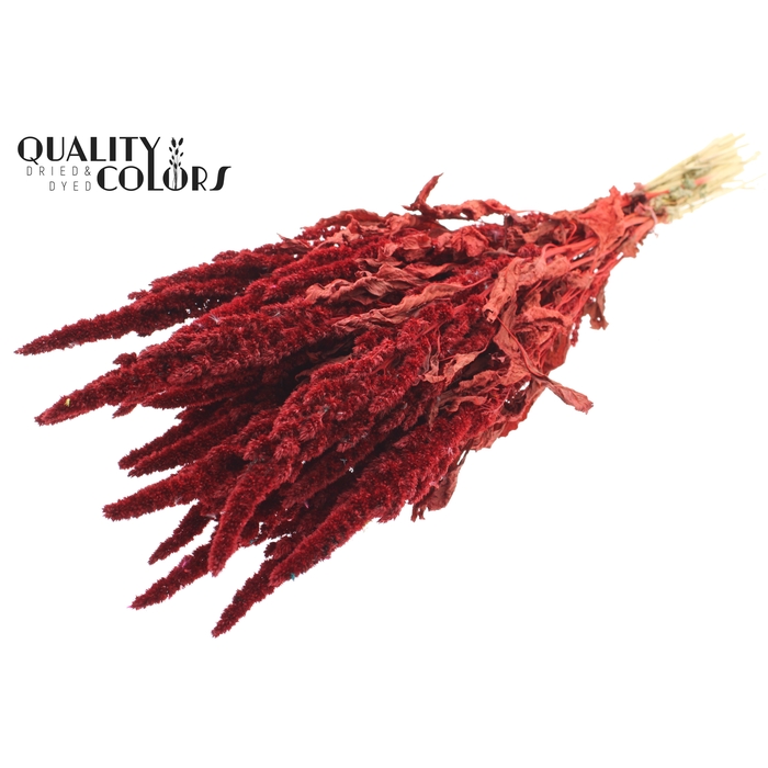 <h4>Amaranthus per bunch Red</h4>