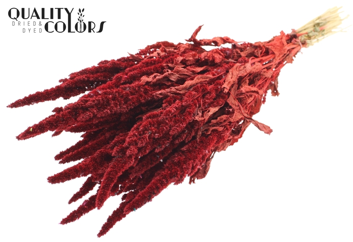 Amaranthus per bunch Red