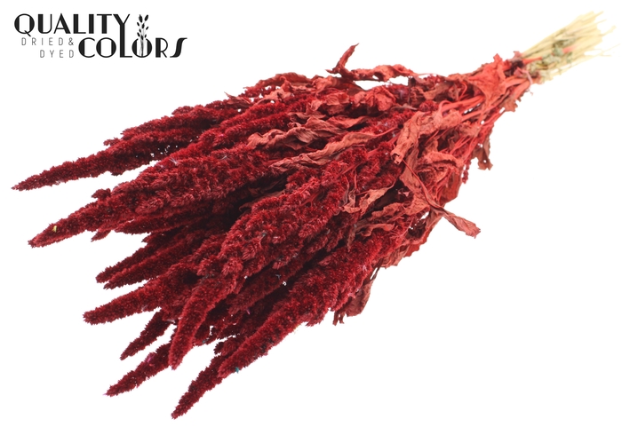 Amaranthus per bunch Red