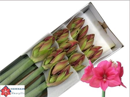 <h4>Hipp Ga Pleasure</h4>