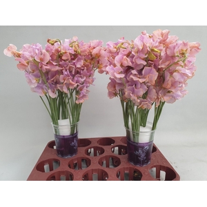 Lathyrus Lavendel Magic