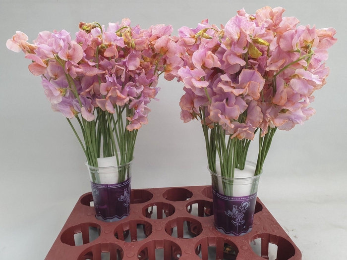 <h4>Lathyrus Lavendel Magic</h4>