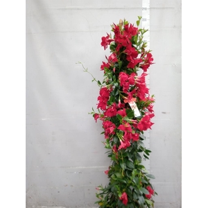Mandevilla sand. 'SumStar Red'