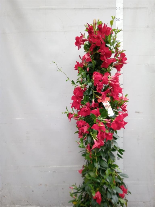 <h4>Mandevilla sand. 'SumStar Red'</h4>