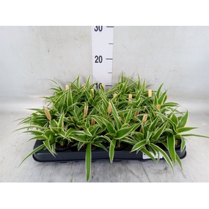 Chlorophytum com. 'Ocean'