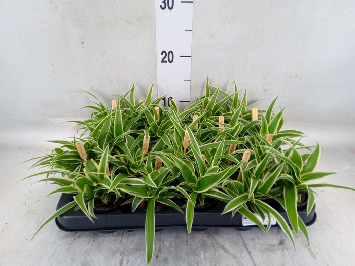 <h4>Chlorophytum com. 'Ocean'</h4>