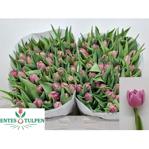 TU DU DOUBLE PRINCES