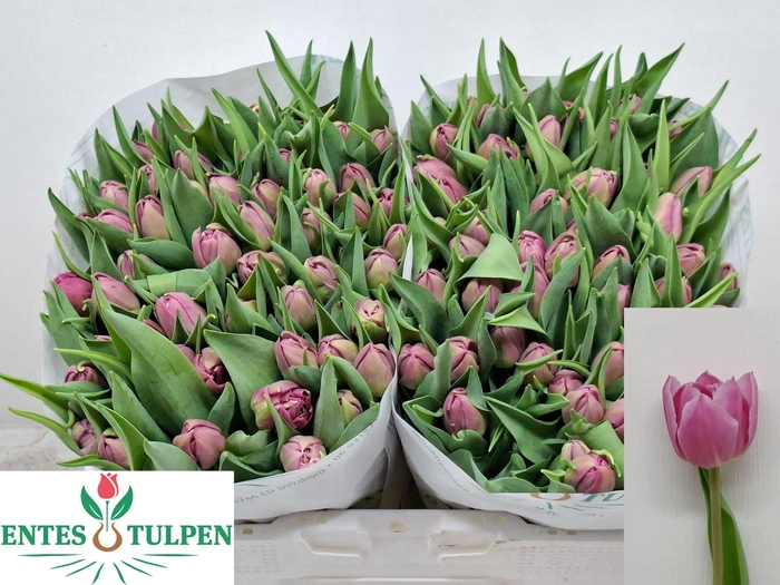 <h4>TU DU DOUBLE PRINCES</h4>