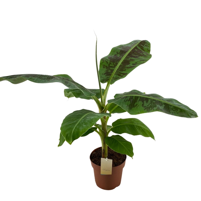 <h4>Musa  'Dwarf Cavendish'</h4>