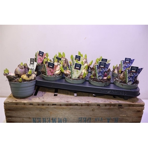 Hyacin Mult Gem 3 Kl