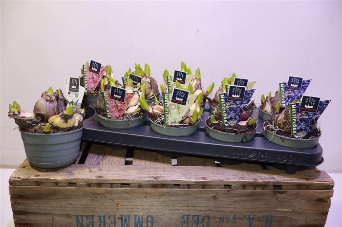 <h4>arr8 Hyacin Mult Gem 3 Kl</h4>