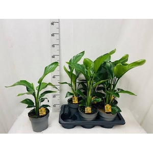 STRELITZIA NICOLAI