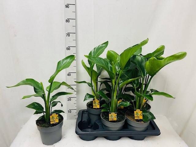 <h4>STRELITZIA NICOLAI</h4>