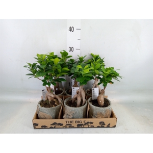 Ficus microcarpa 'Ginseng'