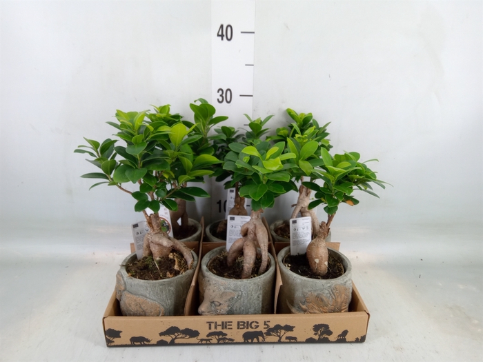<h4>Ficus microcarpa 'Ginseng'</h4>