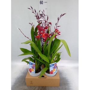 Orchideeen   ...