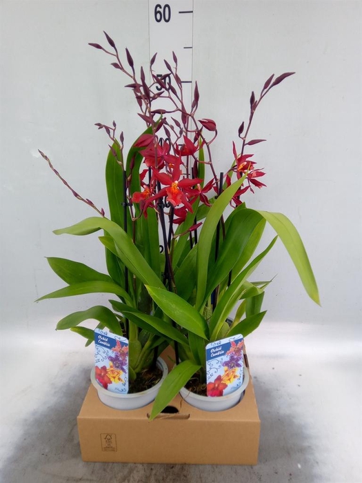 <h4>Orchideeen   ...</h4>