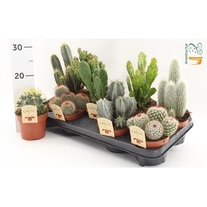 CACTUS GEM