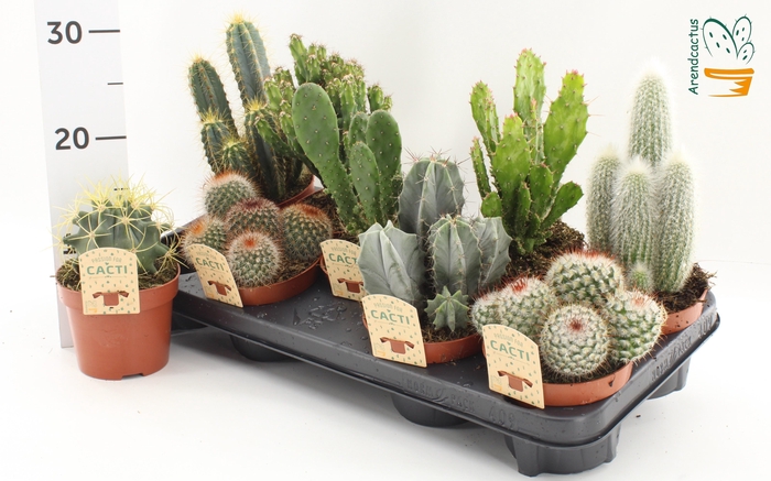 <h4>CACTUS GEM</h4>