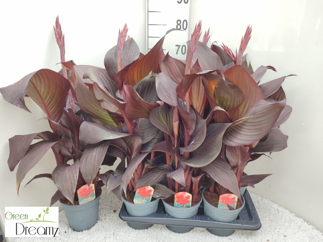 <h4>CANNA RED VELVET</h4>