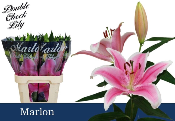 <h4>LI OR MARLON 3+</h4>