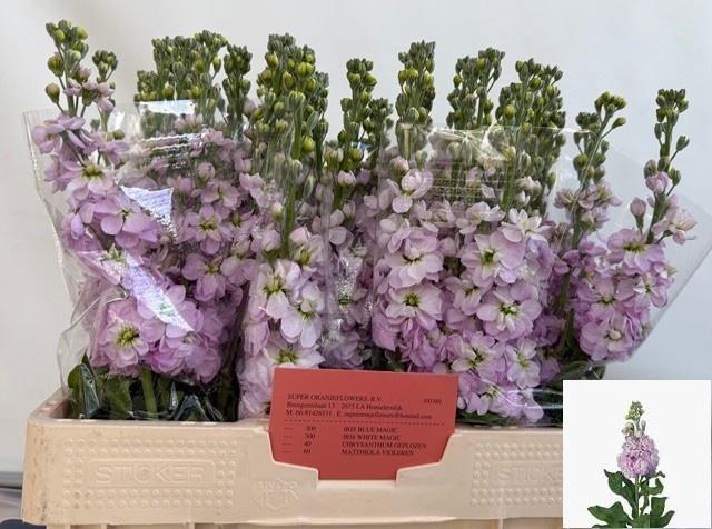 <h4>MATTH FIGARO L ROSE</h4>