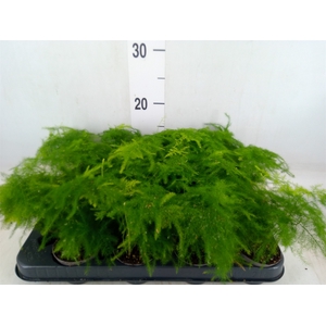 Asparagus setaceus
