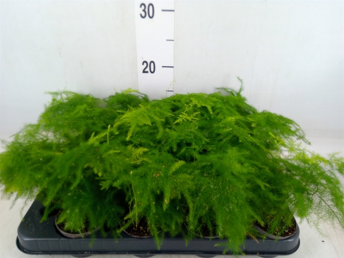 <h4>Asparagus setaceus</h4>