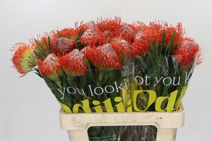 <h4>Nutans Tango</h4>