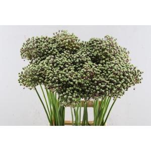 Allium Zaadbollen L 70