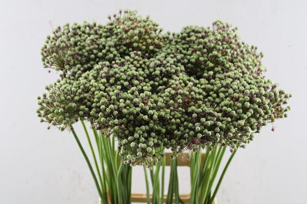 <h4>Allium Zaadbollen L 70</h4>