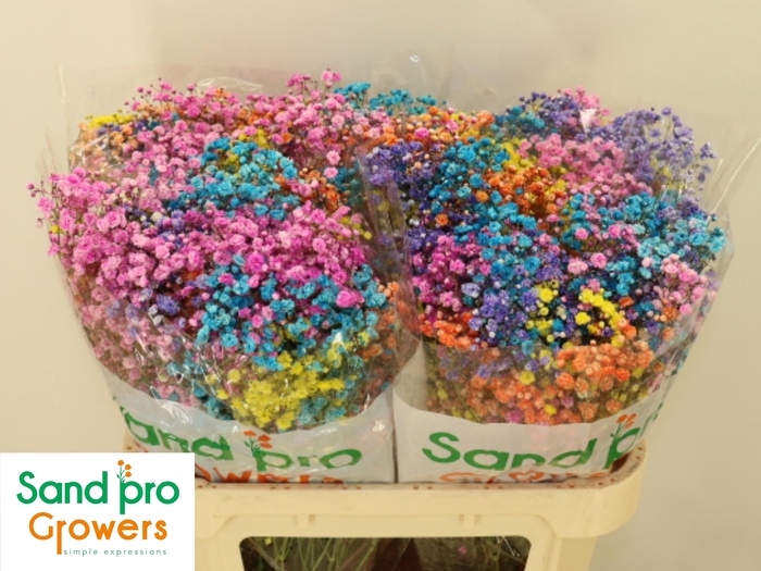 <h4>GYPS KLB H%</h4>