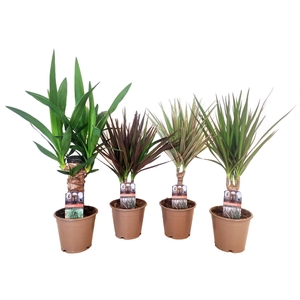 Dracaena marginata en Yucca elephantipes