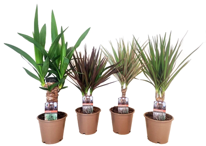 <h4>Dracaena marginata en Yucca elephantipes</h4>