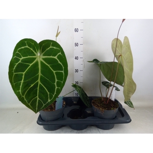 Anthurium clarinervium