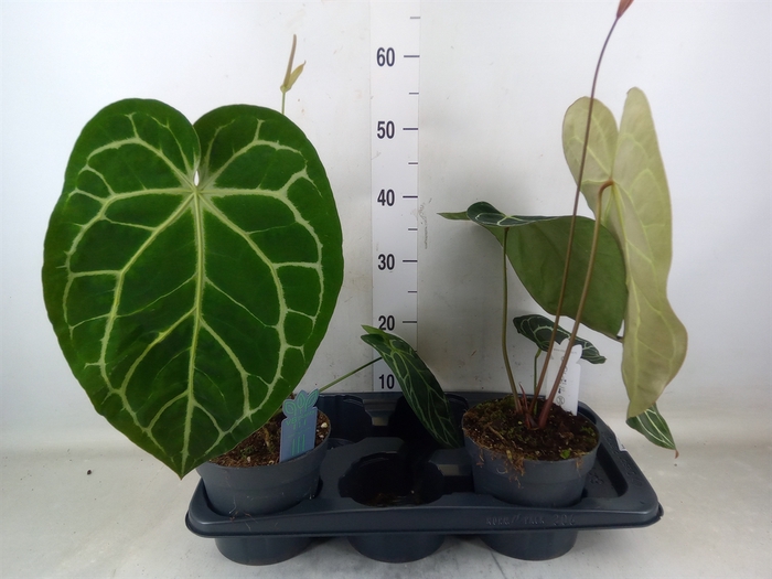 <h4>Anthurium clarinervium</h4>