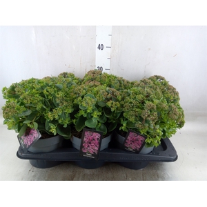 Sedum telep. 'Seduct Rose Charm'