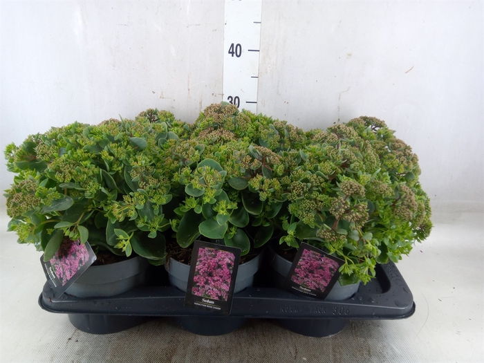 <h4>Sedum telep. 'Seduct Rose Charm'</h4>