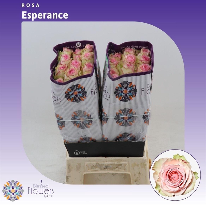 <h4>Rosa gr Esperance</h4>