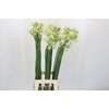 Ornithogalum Saundersiae