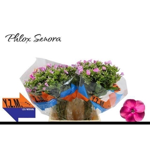 PHLOX P SENORA