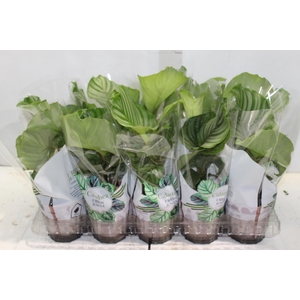 CALATHEA ORBIFOLIA P12